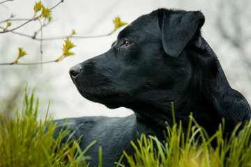 black labrador retriever on grass took the scent