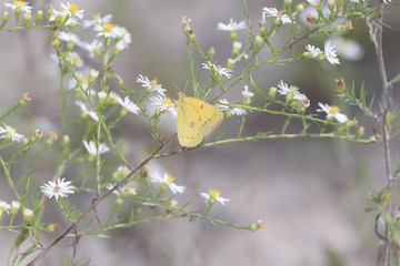 Close-Up of a Butterfly and a Flower