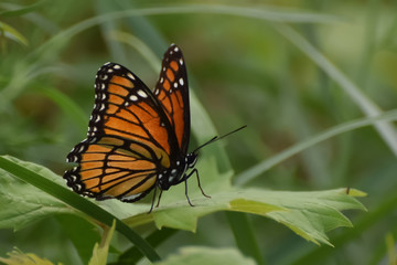 Fototapeta na wymiar Close-Up of a Butterfly Landed on a Leaf