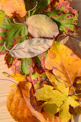 Herbst Laub farbig Natur mit Ahorn Blatt Hintergrund Muster und Struktur