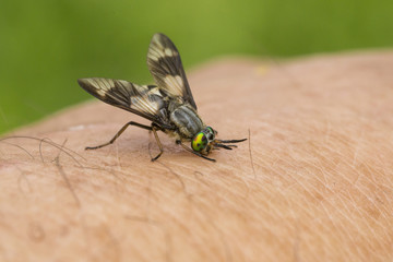Insektenbiss Insektenstich in Haut