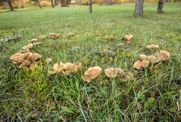  A fairy ring, also known as fairy circle, elf circle, elf ring or pixie ring, is a naturally...