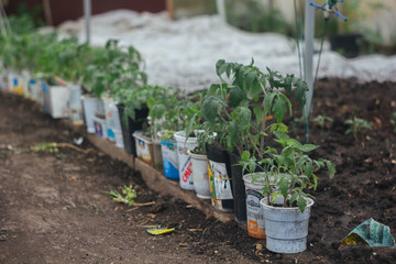 Home greenhouse with vegetable beds and shelves with seedlings. organically grown vegetables.