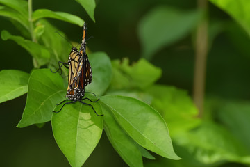 Close-Up of Two Butterflies Matings