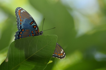 Close-Up of a Butterfly Perched on a Leaf