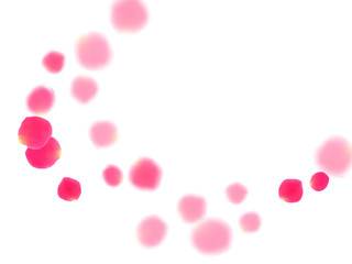 Pink rose petals falling vector valentine background.