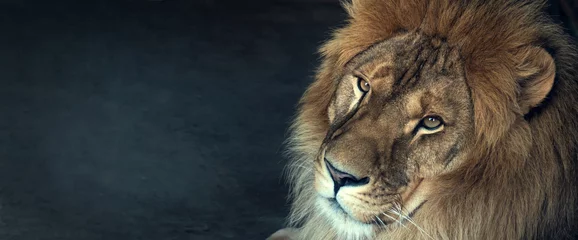 Foto op Aluminium close-up van een Afrikaanse leeuw © Chepko Danil