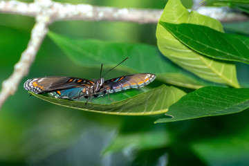 Close-Up of a Butterfly Perched on a Leaf