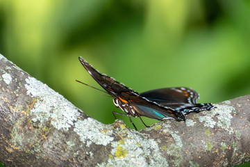 Close-Up of a Butterfly Perched on a Leaf