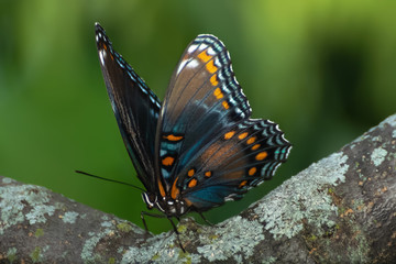 Close-Up of a Butterfly Perched on a Leaf