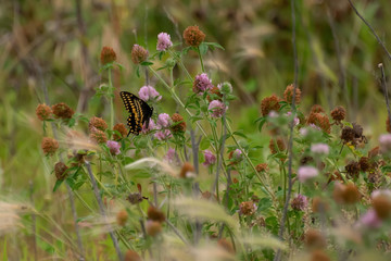 Close-Up of a Butterfly and a Flower