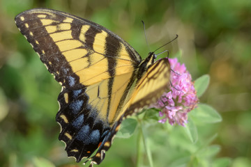 Close-Up of a Butterfly and a Flower