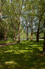 Beautiful park scene in public park