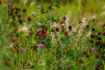 Close-Up of a Butterfly and a Flower