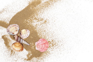 Sea shells in sand pile isolated on white background, top view