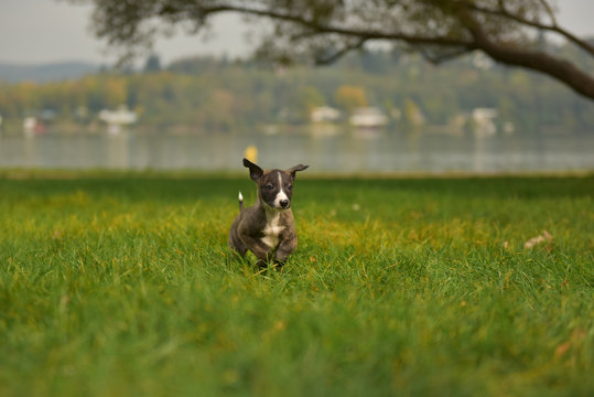 Whippet puppy running in the grass 1