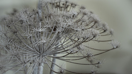 Dry flowers covered with snow
