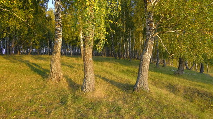 autumn in the foresr