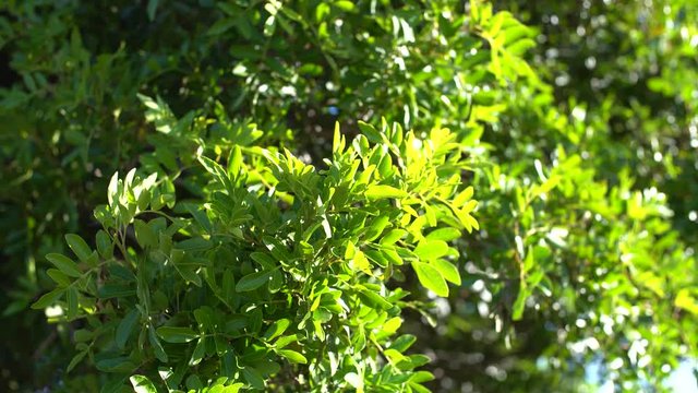 Brazilian peppercorn tree leaves swaying in the wind
