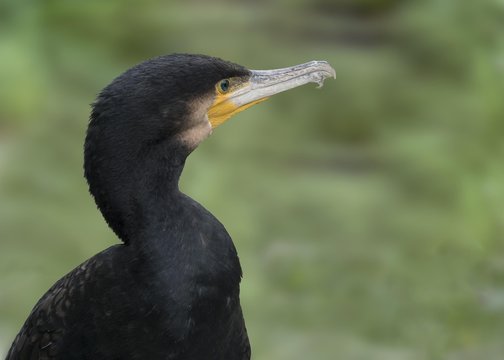 komoran