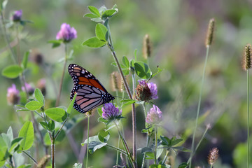 Close-Up of a Butterfly and a Flower