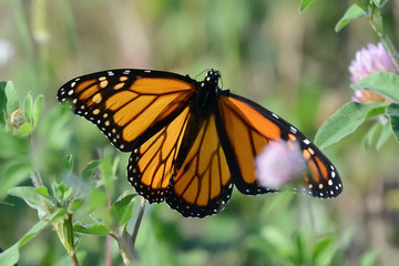 Close-Up of a Butterfly and a Flower