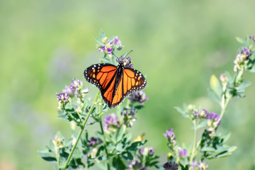 Close-Up of a Butterfly and a Flower