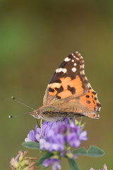 Close-Up of a Butterfly and a Flower