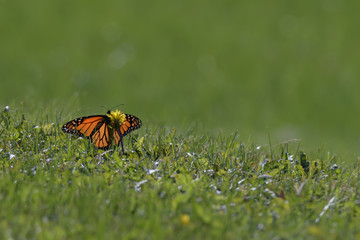Close-Up of a Butterfly and a Flower