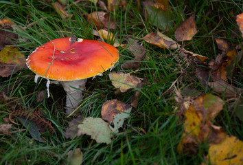 Wild Mushroom growing on forest floor