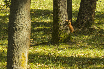 Obraz premium the beginning of the Golden Polish Autumn and the squirrel Cracow. Poland
