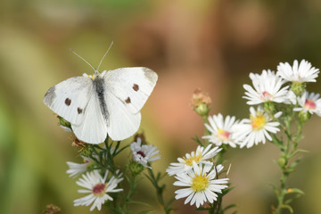Close-Up of a Butterfly and a Flower