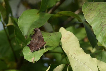 Close-Up of a Butterfly and a Flower