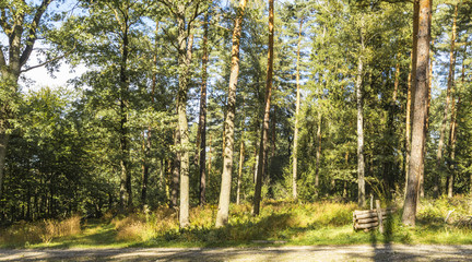Fototapeta premium the beginning of the Golden Polish Autumn