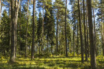 the beginning of the Golden Polish Autumn.