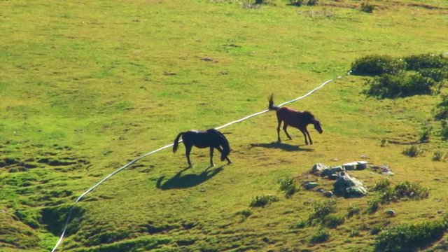 Horses in a meadow