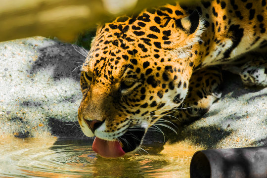 Jaguar - Panthera onca