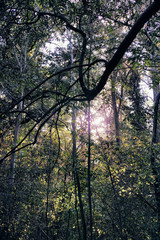 Scenic forest of fresh green deciduous trees framed leaves sun mannheim neckerau djungle background autumn mystic