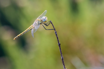 Libellule se cramponnant à une brindille