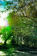 Scenic forest green poplar trees framed leaves sun vintage mannheim background autumn mystic green...