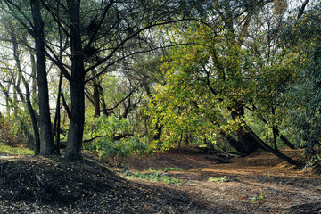 Scenic forest green poplar trees framed leaves sun background autumn mystic green shine river bulb nature