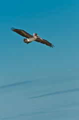 front view, medium distance, single, brown pelican, bird, gliding, flying,over tropical waters, in gulf of Mexico, sunny, autumn, day, vertical, blue sky,