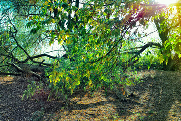 river background sunshine wood tree leaves orange green autumn forest floor walking hiking east germany forest mood