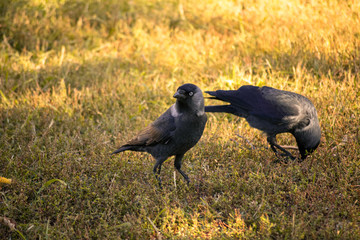 Two young crows are walking on the yellow autumn grass