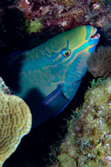Parrotfish 