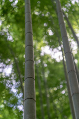 Fototapeta premium Bamboo forest in Arashiyama, Kyoto