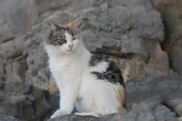 Naklejka na ściany i meble bunte Katze sitzt auf Felsen