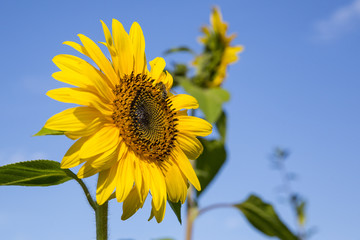 Sonnenblume mit Biene vor blauem Himmel 01