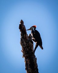 Pileated Woodpecker
