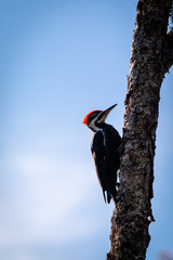 Pileated Woodpecker